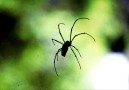 Big beautiful spiders
