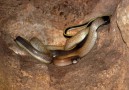 Blind snakes that live in permanent darkness