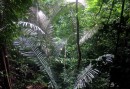 Calamus