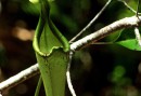 Carnivorrous Plants