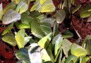 Closely, closely where there is salt in the soil