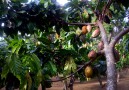 Cocoa-the chocolate fruit