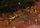 Cumulation of butterflies where it is damp