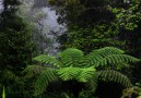 Fern trees