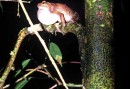 Fire bellied toad