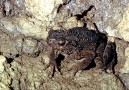 Giant toads that never leave the cave