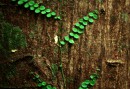 Grows right on the tree body