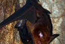 Hanging by one leg