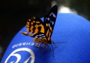 Heliconian