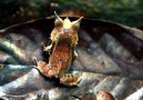 Horned frog