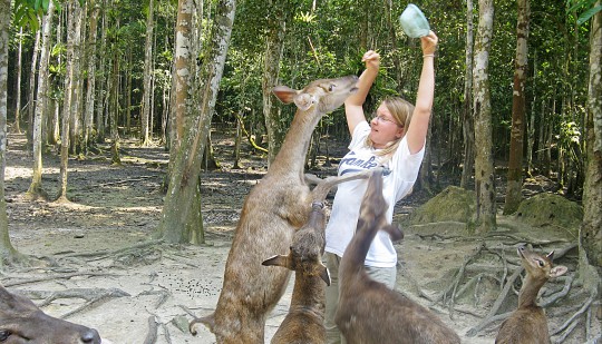 The Jungle Tour