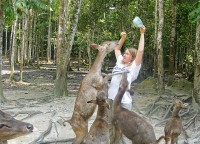 Hungry deers