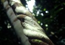 Lianas