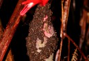 Many peculiar plants