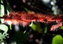 Many rare forms of life