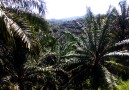 Oil Palm plantations