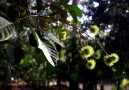 Pick rambutan