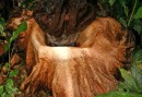 Rafflesia, the world's largest flower, here decomposing