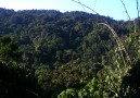 Rain forest at 1 700 m high