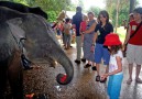 Rehabilitation of young elephants