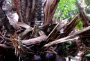 Salak-maybe the best