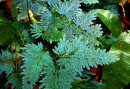 Shimmering bkue-green