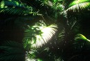 Small spots of light make their way to the ground