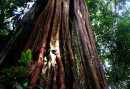 Strangler fig