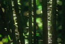 The calamus has terrible thorns