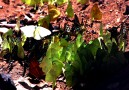 The ground is covered by butterflies