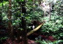The road to kenong Rimba
