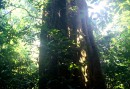 The sun makes its way throught the high trees