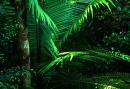 There are many different kind of palmtrees