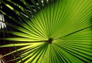 There are many kind of palmtrees in the forrest
