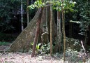 Tree with plank roots