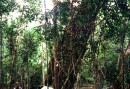 You can stay in a tent in the forest
