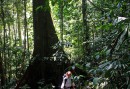 You trek in lowland rainforest