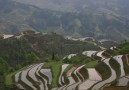 Rice terraces