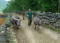 Buffalo owner in Bac Ninh
