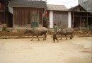 Buffeldrivning i Bac Ha
