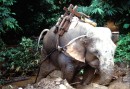 Elefant i arbete i Shan staten