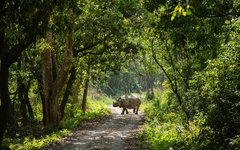 Under besöket i Chitwan ser du garanterat pansarnoshörning