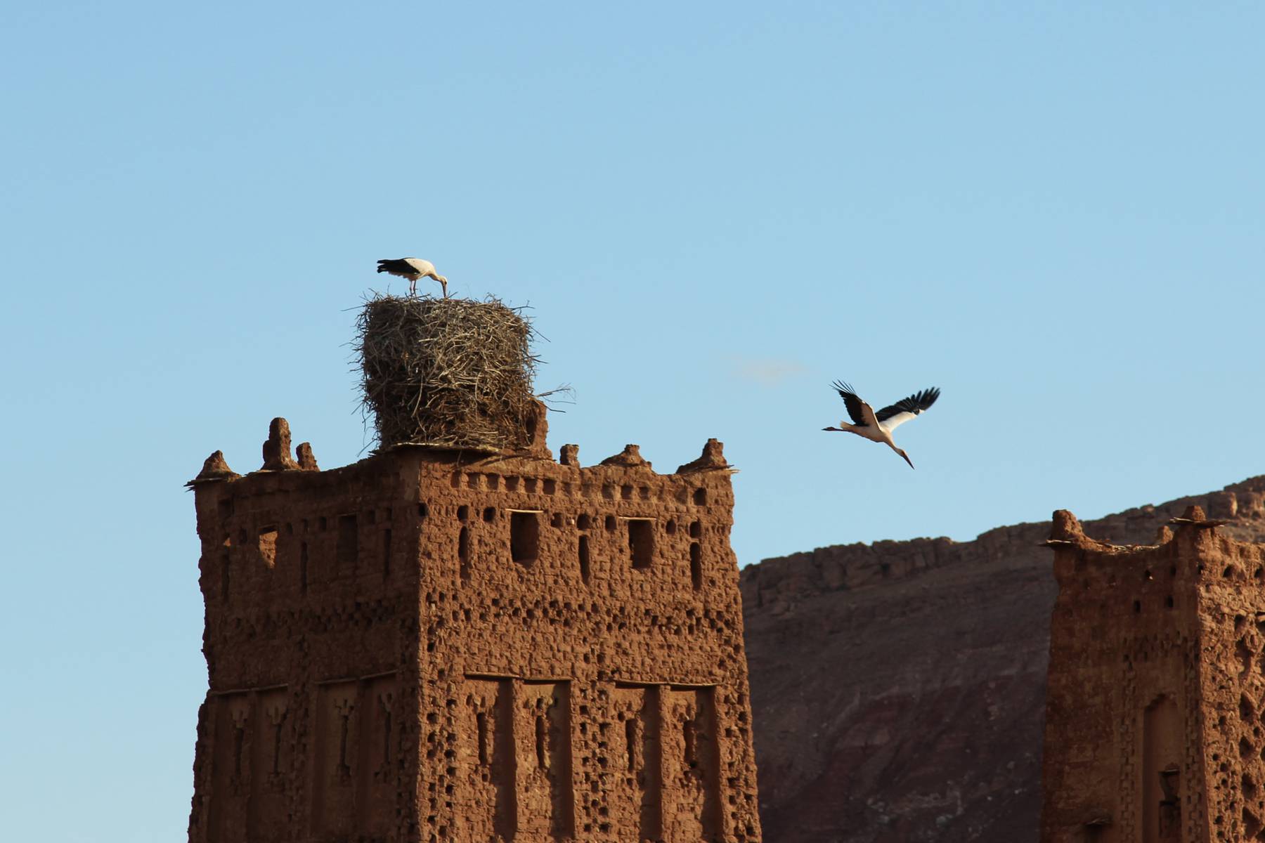 Storkar vid ett gammalt kasbah