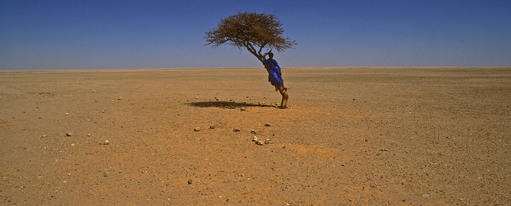 Västsahara. pojke och träd