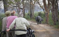 I Kaziranga finns det gott om Noshörningar