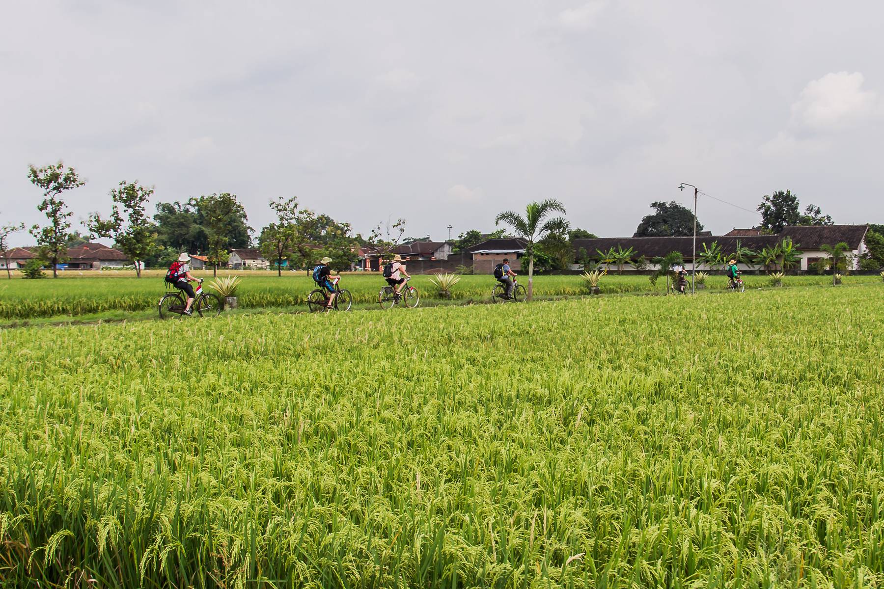 Cykling längs risfält