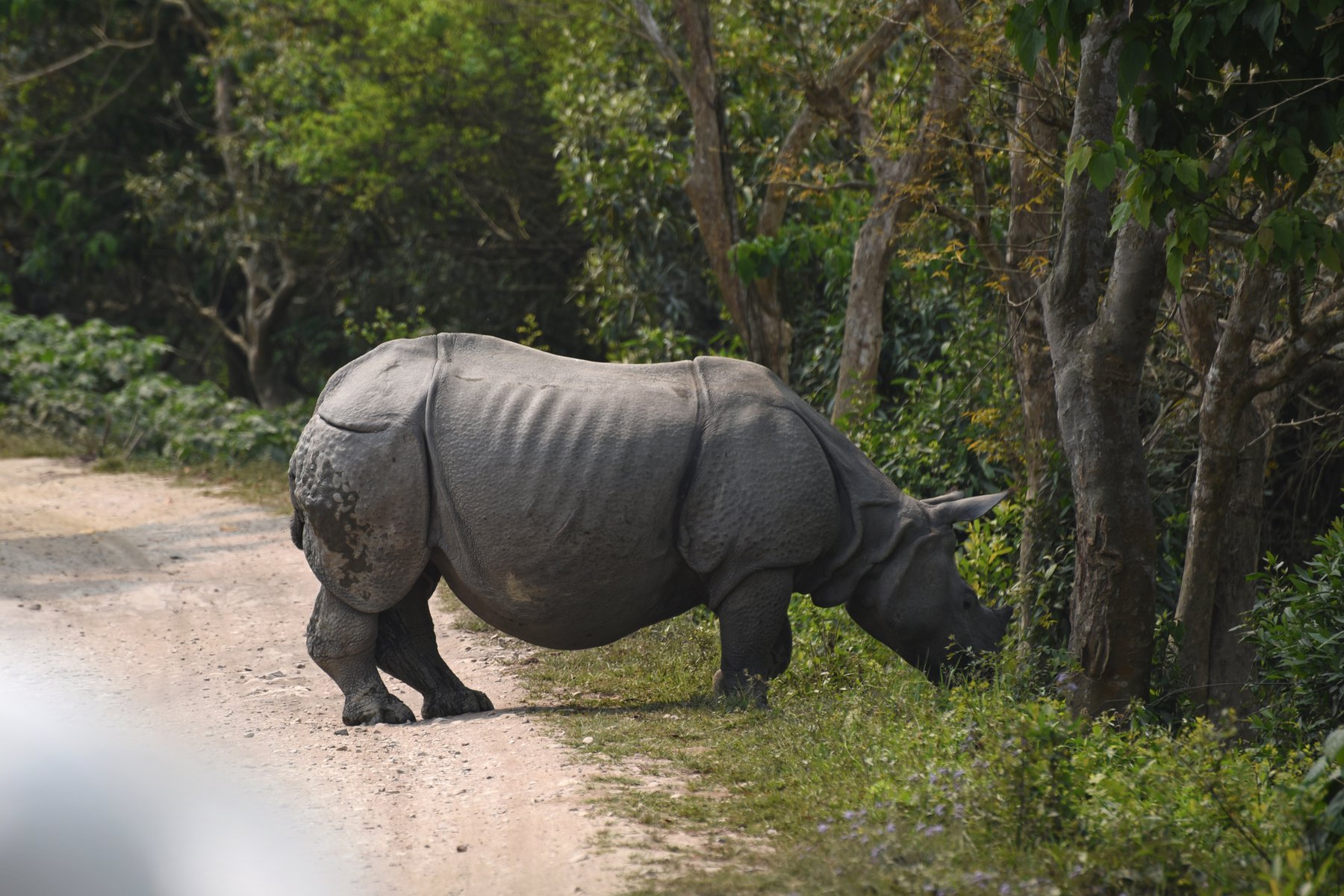 Det finns 2400 noshörningar i Karianga