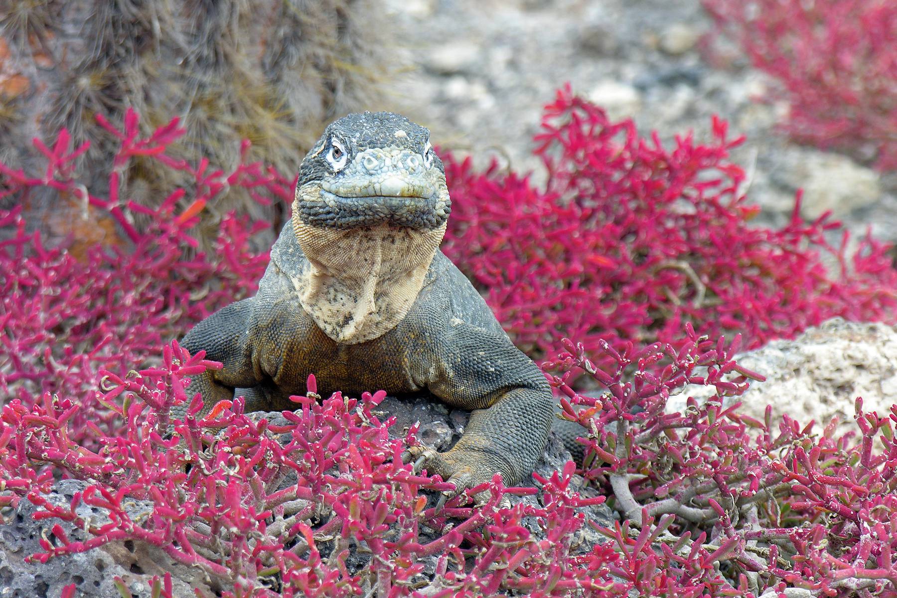 Landleguan