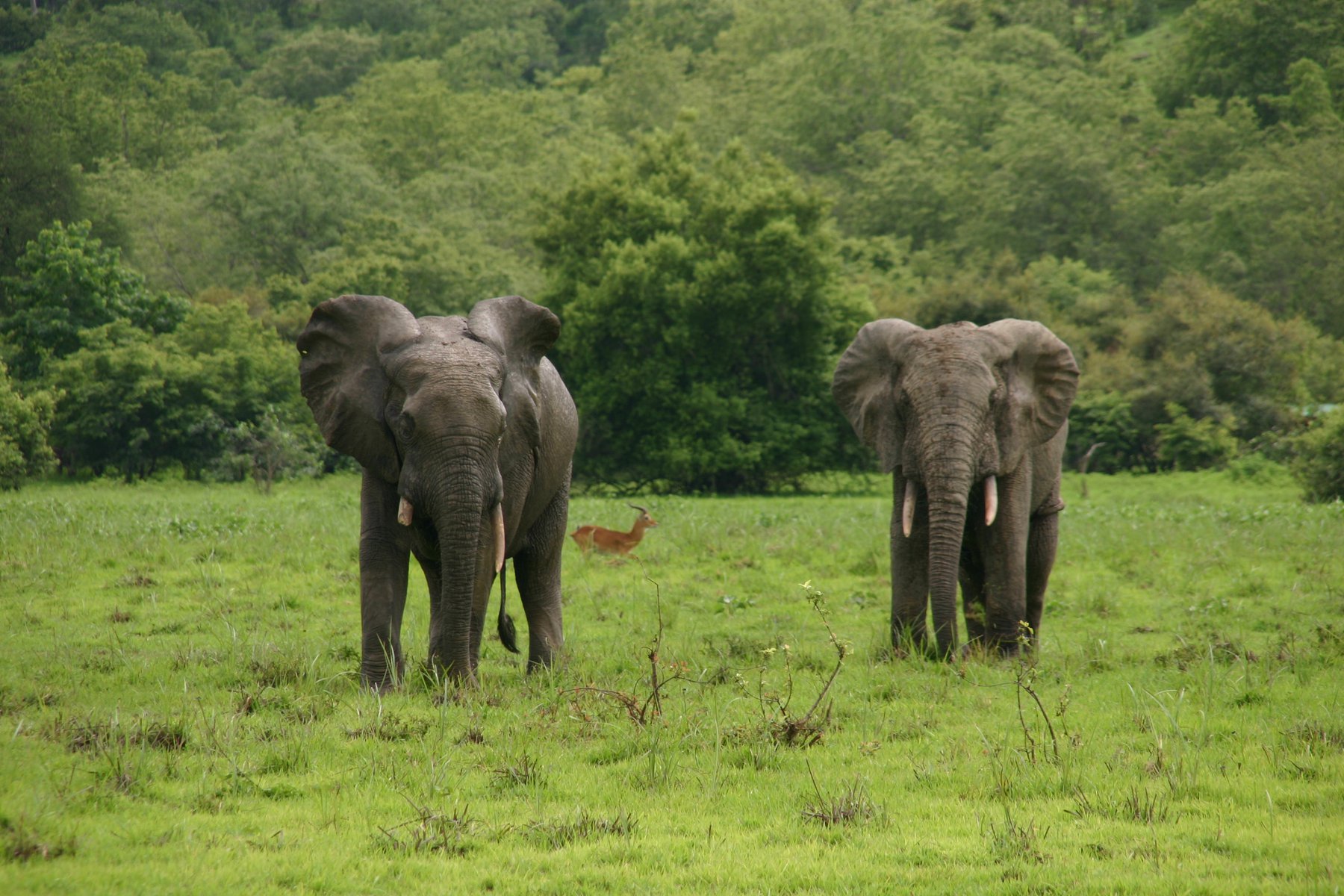 Mole nationalpark