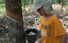 Att tappa gummi ett riktigt hantverk.